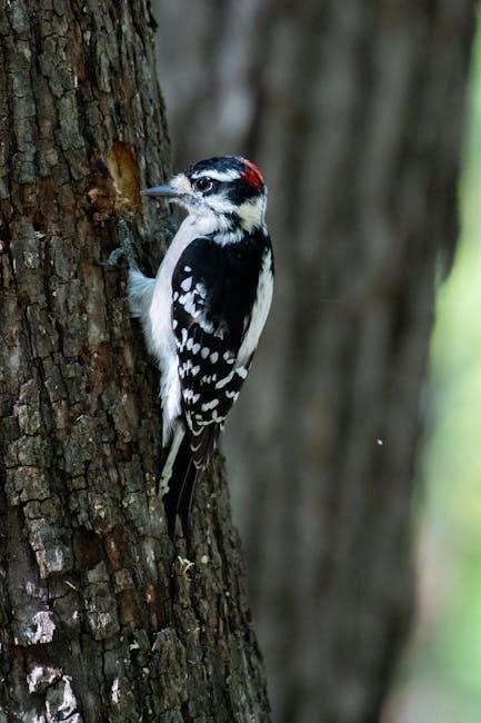 woodpecker thin rip guide woodpecker thin rip guide